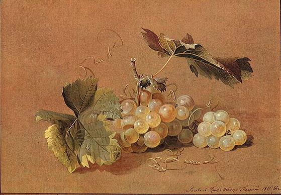 Ф.П.Толстой. Ветка винограда. Натюрморт. 1817