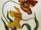 Мериан. Рисунок тюльпанов и личинки крыжовникового пилильщика. 1705