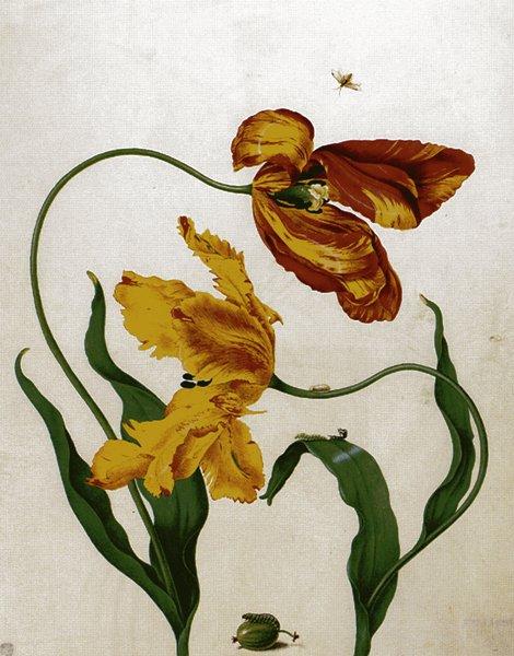 Мериан. Рисунок тюльпанов и личинки крыжовникового пилильщика. 1705